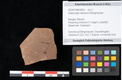 Foto (Objekt + Etikett) von Asterocalyx styriacus Ettingshausen (NHMW-GEO-2024-0188-0424)